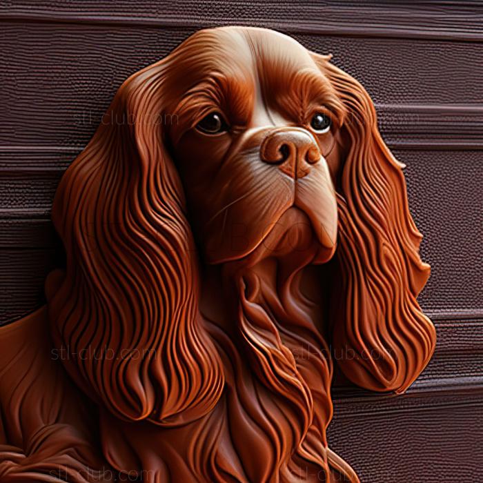 st Cavalier King Charles Spaniel dog